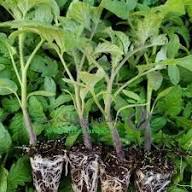 تصویر 1 از نشا گوجه فرنگی فضای باز با رشد یکنواخت